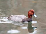 Redhead_in_Central_Park_(15503)
