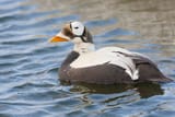male-spectacled-eider-duck-520182586-a7e90e91bee446aabe867f58d2ce9ebf (1)