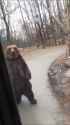 nice bear_thumb.jpg