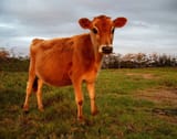 RED HEIFER