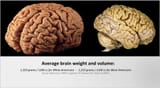 average-brain-volume-white-vs-black