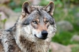 150208-nabu-wolf-christoph-bosch21