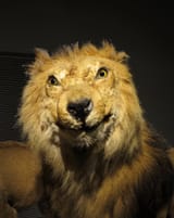 bad-taxidermy-4[1]