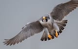 peregrine-falcon-2