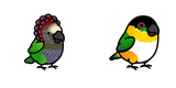 My Favourite Parrots But Chubby