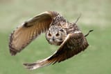 owl inspecting the thread