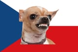 Czech Chihuahua