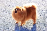 Pomeranian-standing-outdoors-barking