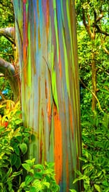 rainbow-eucalyptus