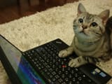 stinkpad