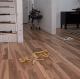 vicious robot dog 