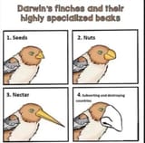 darwin