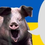 Ukrainian pig says