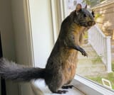 Peanut_the_squirrel