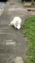 walking_cloud_kot__thumb.jpg