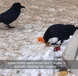 it gibs nuggies to the crow ok