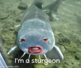 sturgeon