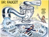 fauci cum