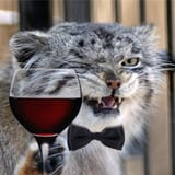 sophisticated manul