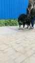 shitbull vs Tibetan Mastiff_thumb.jpg