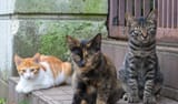 Hanging Out on Caturday