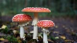 mushroom