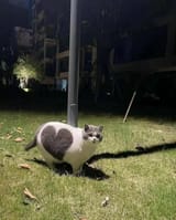 heart cat