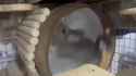 chinchilla_workout__thumb.jpg