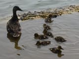 ducks
