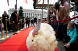 WashingtonAFUCKINGTURKEY