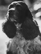 Checkers_Nixon