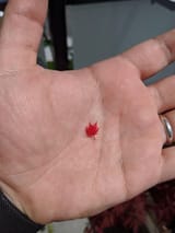 haveatinytinyleaf