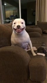dog