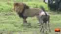lion_thumb.jpg
