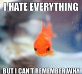 goldfish memory