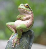 Sitting_frog