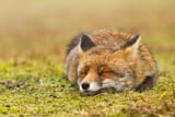 comfy as fox