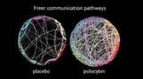 psilocybin - neuroplasticity