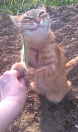 Happykot