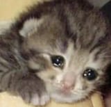 sad-kitten-cat