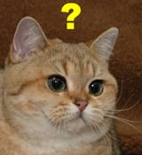 wutcat