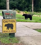 BearArea