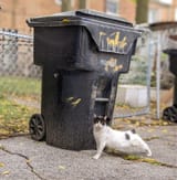 trashy