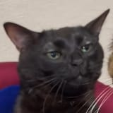1734529244297134