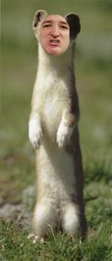 Cruzin wereweasel