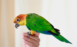Sun Conure x White-Bellied Parrot