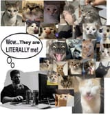 chad likes cats_1675985062629322