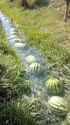 wawmelons_1716322643610068_thumb.jpg