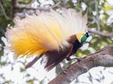 Greater Bird-Of-Paradise