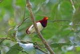 King Bird-Of-Paradise